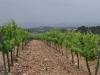 caminada-penedes-29-5-11-075-10