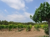 caminada-penedes-29-5-11-075-74