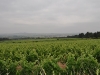 caminada-penedes-29-5-11-075-8